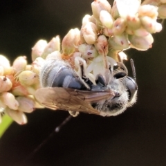 Unidentified Bee (Hymenoptera, Apiformes) at Wodonga - 8 Mar 2024 by KylieWaldon
