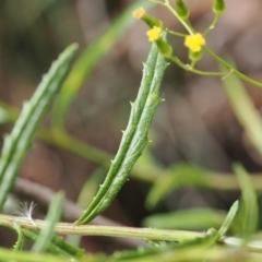 Senecio (genus) (A Fireweed) at Lower Cotter Catchment - 6 Mar 2024 by RAllen