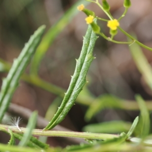 Senecio sp. at Lower Cotter Catchment - 6 Mar 2024