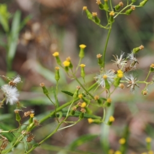 Senecio sp. at Lower Cotter Catchment - 6 Mar 2024