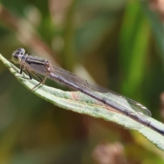 Unidentified Damselfly (Zygoptera) at Belvoir Park - 8 Mar 2024 by KylieWaldon