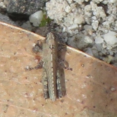 Unidentified Grasshopper (several families) at Morton National Park - 7 Mar 2024 by Christine