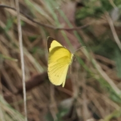 Eurema smilax (Small Grass-yellow) at Uriarra Village, ACT - 6 Mar 2024 by RAllen
