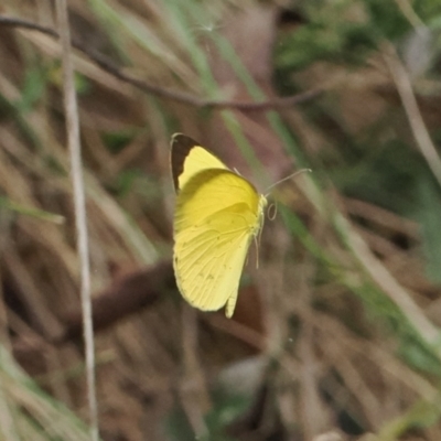 Eurema smilax (Small Grass-yellow) at Uriarra Village, ACT - 6 Mar 2024 by RAllen