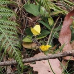 Eurema smilax at Lower Cotter Catchment - 6 Mar 2024