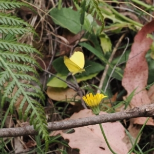 Eurema smilax at Lower Cotter Catchment - 6 Mar 2024