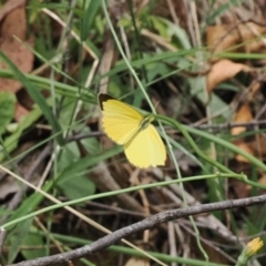 Eurema smilax at Lower Cotter Catchment - 6 Mar 2024