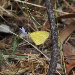 Eurema smilax at Lower Cotter Catchment - 6 Mar 2024