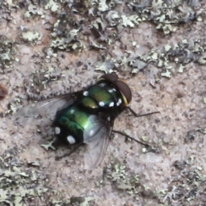 Amenia imperialis at Morton National Park - 8 Mar 2024