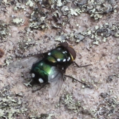 Amenia imperialis (Yellow-headed blowfly) at Tianjara, NSW - 7 Mar 2024 by Christine