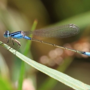 Ischnura heterosticta at Belvoir Park - 9 Mar 2024