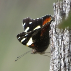 Vanessa itea (Yellow Admiral) at Morton National Park - 7 Mar 2024 by Christine