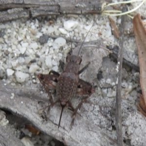 Bobilla sp. (genus) at Morton National Park - 8 Mar 2024