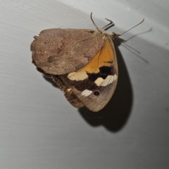 Heteronympha merope (Common Brown Butterfly) at Braidwood, NSW - 9 Mar 2024 by MatthewFrawley