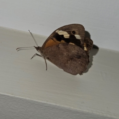 Heteronympha merope at QPRC LGA - 9 Mar 2024