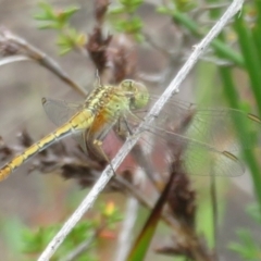Diplacodes sp. (a percher) at Tianjara, NSW - 7 Mar 2024 by Christine