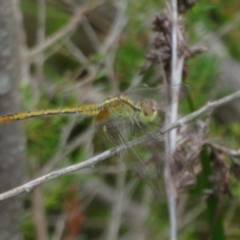 Diplacodes sp. at Morton National Park - 8 Mar 2024 10:51 AM