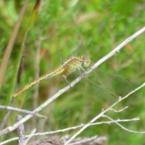 Diplacodes sp. at Morton National Park - 8 Mar 2024 10:51 AM