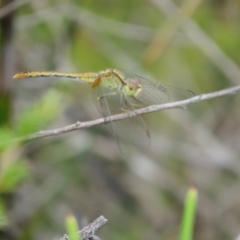 Diplacodes sp. at Morton National Park - 8 Mar 2024