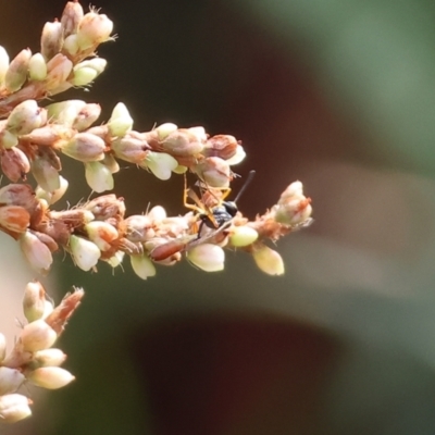 Unidentified Parasitic wasp (numerous families) at Wodonga - 8 Mar 2024 by KylieWaldon
