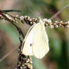 Pieris rapae (Cabbage White) at Belvoir Park - 8 Mar 2024 by KylieWaldon