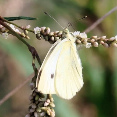 Pieris rapae (Cabbage White) at Belvoir Park - 9 Mar 2024 by KylieWaldon