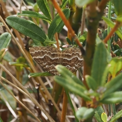 Chrysolarentia heliacaria (Heliacaria Carpet) at Namadgi National Park - 26 Feb 2024 by RAllen