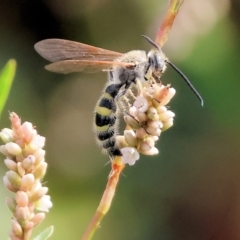 Scoliidae sp. (family) at Wodonga, VIC - 8 Mar 2024 by KylieWaldon