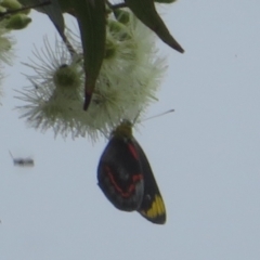 Delias nigrina (Black Jezebel) at Morton National Park - 7 Mar 2024 by Christine