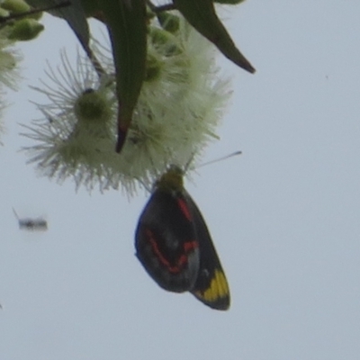 Delias nigrina (Black Jezebel) at Tianjara, NSW - 7 Mar 2024 by Christine