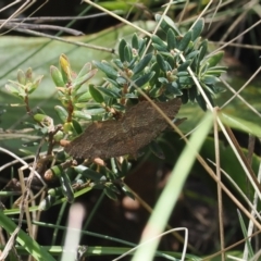 Chloroclystis filata at Namadgi National Park - 26 Feb 2024 by RAllen