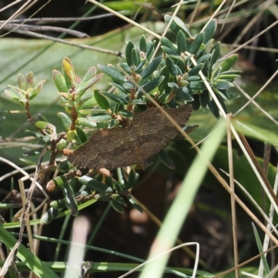 Unidentified Geometer moth (Geometridae) at Namadgi National Park - 26 Feb 2024 by RAllen