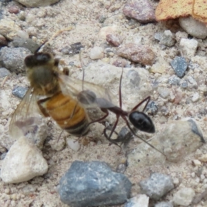 Camponotus intrepidus at Morton National Park - 8 Mar 2024 10:07 AM