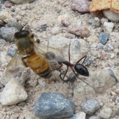 Unidentified Ant (Hymenoptera, Formicidae) at Morton National Park - 7 Mar 2024 by Christine
