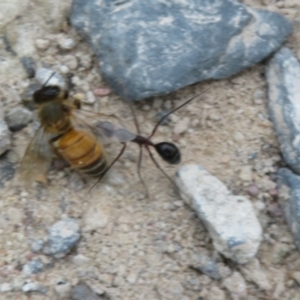 Camponotus intrepidus at Morton National Park - 8 Mar 2024 10:07 AM