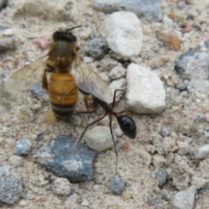 Camponotus intrepidus at Morton National Park - 8 Mar 2024 10:07 AM