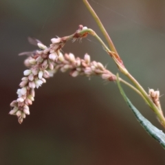 Persicaria lapathifolia (Pale Knotweed) at Belvoir Park - 9 Mar 2024 by KylieWaldon