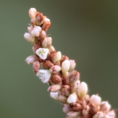 Persicaria lapathifolia at Belvoir Park - 9 Mar 2024 09:20 AM