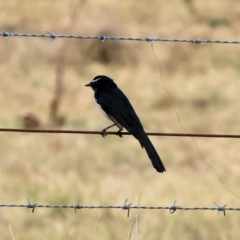 Rhipidura leucophrys (Willie Wagtail) at Belvoir Park - 9 Mar 2024 by KylieWaldon