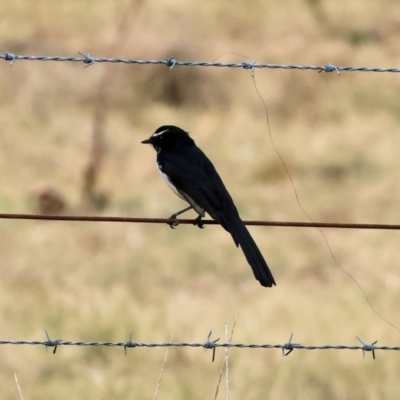 Rhipidura leucophrys (Willie Wagtail) at Wodonga, VIC - 8 Mar 2024 by KylieWaldon