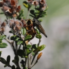 Zosteria sp. (genus) at Cotter River, ACT - 26 Feb 2024 by RAllen