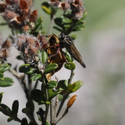 Unidentified Robber fly (Asilidae) at Cotter River, ACT - 26 Feb 2024 by RAllen