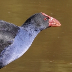 Porphyrio melanotus (Australasian Swamphen) at Belvoir Park - 9 Mar 2024 by KylieWaldon