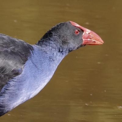 Porphyrio melanotus (Australasian Swamphen) at Belvoir Park - 8 Mar 2024 by KylieWaldon