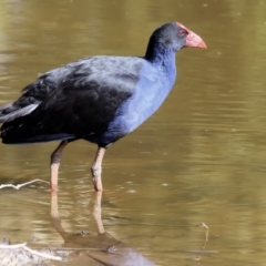 Porphyrio melanotus at Belvoir Park - 9 Mar 2024 09:21 AM