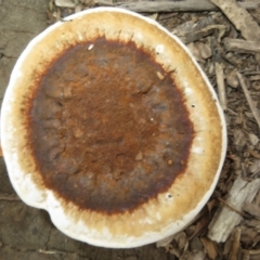 Sanguinoderma rude (Red-staining Stalked Polypore) at Tianjara, NSW - 7 Mar 2024 by Christine