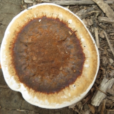 Sanguinoderma rude (Red-staining Stalked Polypore) at Morton National Park - 8 Mar 2024 by Christine