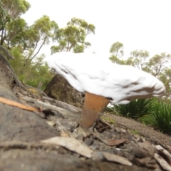 Sanguinoderma rude at Morton National Park - 8 Mar 2024 10:10 AM