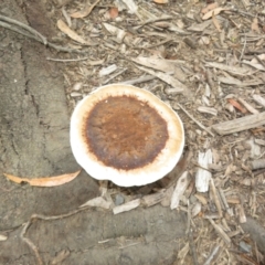 Sanguinoderma rude at Morton National Park - 8 Mar 2024