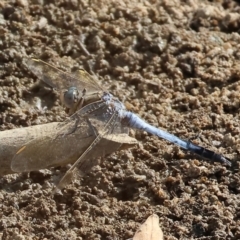 Orthetrum caledonicum at Wodonga, VIC - 8 Mar 2024 by KylieWaldon